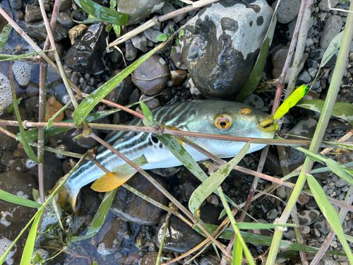 シマフグの釣果