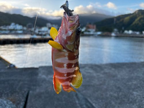 アカハタの釣果