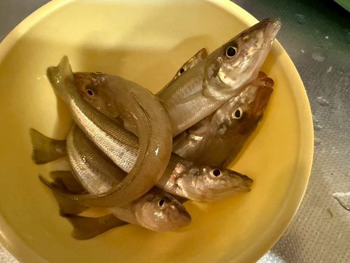 シロギスの釣果