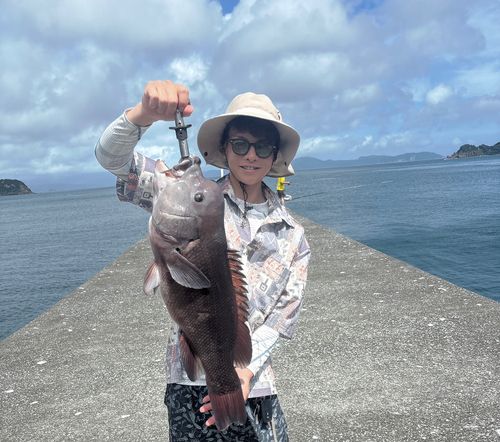 コブダイの釣果
