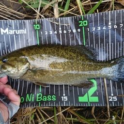 スモールマウスバス