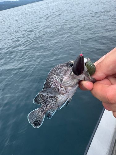 マゾイの釣果