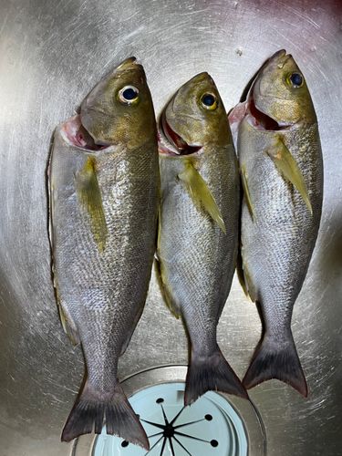 イサキの釣果
