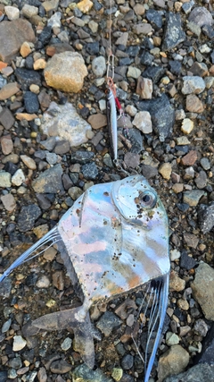 イトヒキアジの釣果