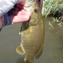 スモールマウスバス