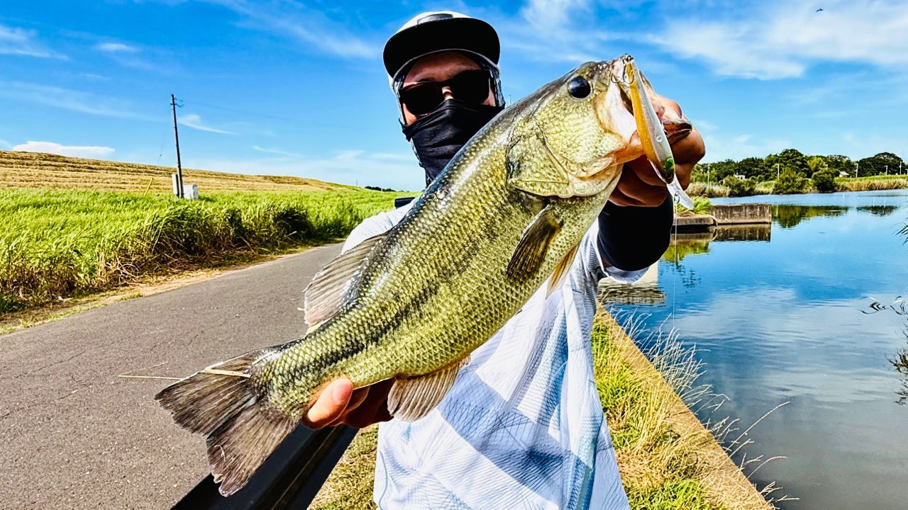 ラージマウスバス