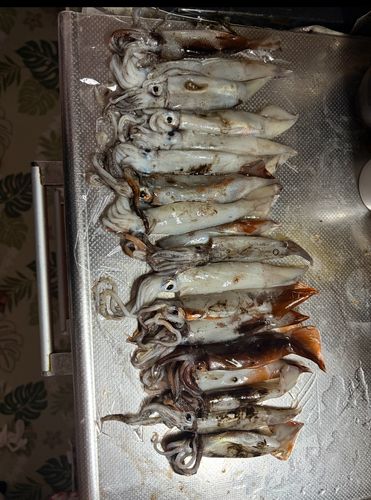 スルメイカの釣果