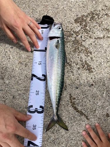 サバの釣果
