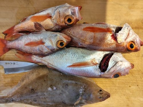 アカムツの釣果