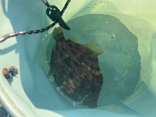 カワハギの釣果