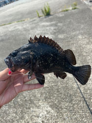 ムラソイの釣果