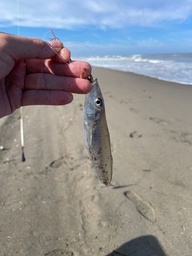 シロギスの釣果