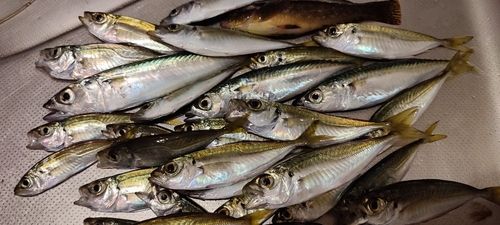 アジの釣果