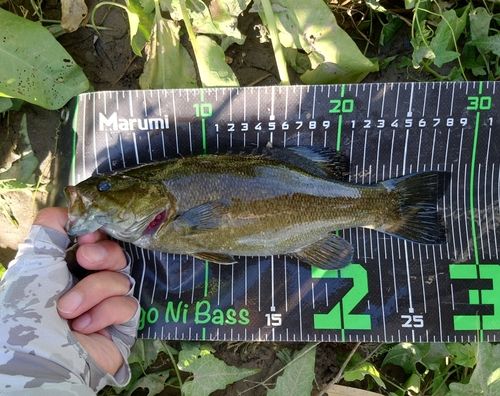 スモールマウスバスの釣果