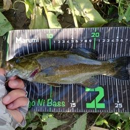 スモールマウスバス