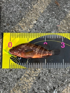 キジハタの釣果