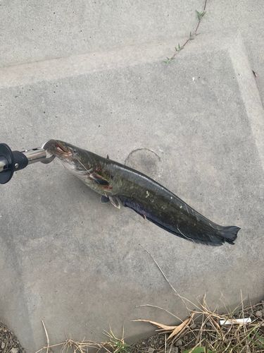 ナマズの釣果