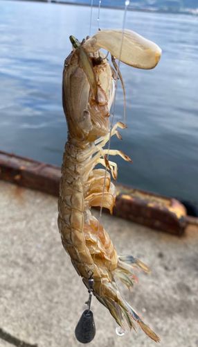 シャコの釣果
