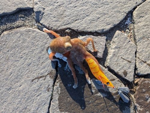 マダコの釣果