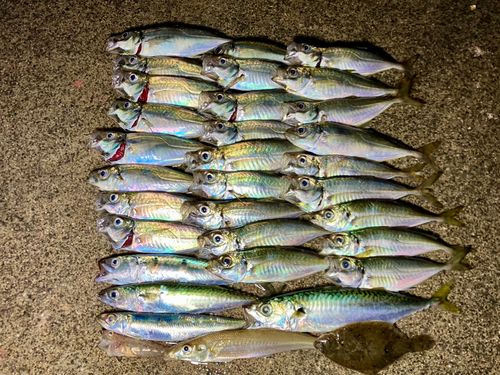 アジの釣果