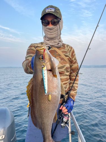 イサキの釣果