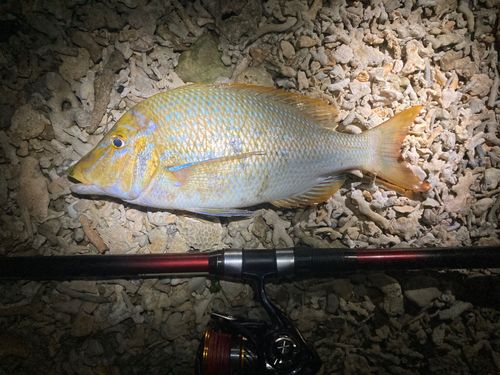 ハマフエフキの釣果