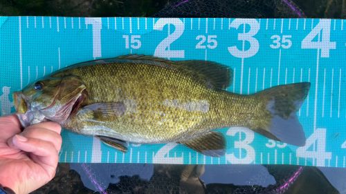 スモールマウスバスの釣果