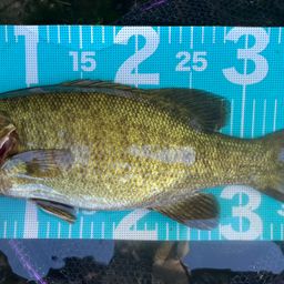 スモールマウスバス