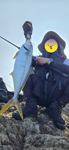 ヒラマサの釣果