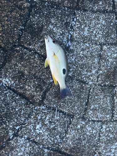クロホシフエダイの釣果