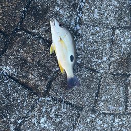 クロホシフエダイ