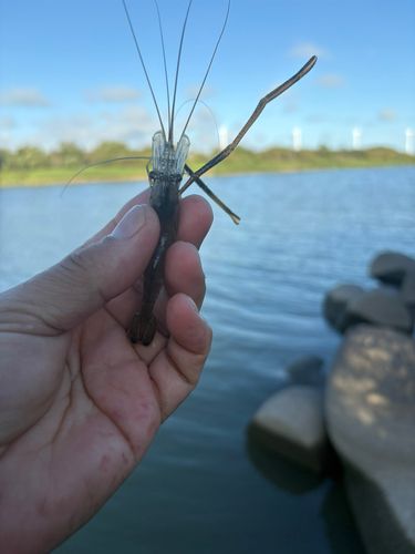 テナガエビの釣果