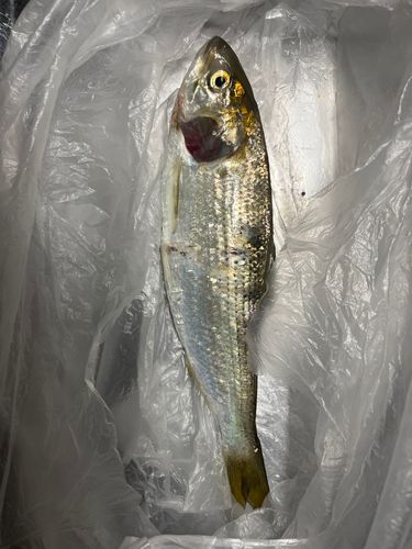 コノシロの釣果
