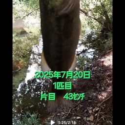 ブラックバス
