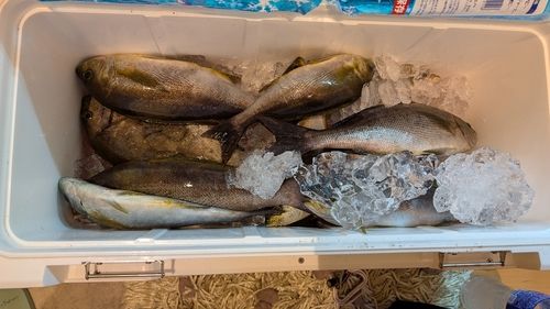 イサキの釣果