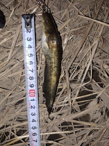 ナマズの釣果