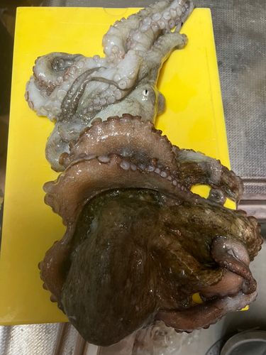 タコの釣果