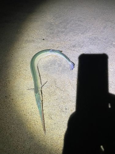 ダツの釣果