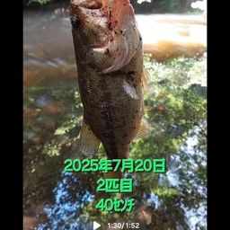 ブラックバス