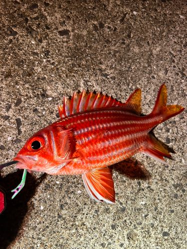 アヤメエビスの釣果