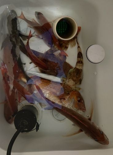 タイの釣果