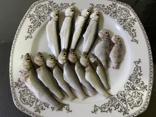 セイゴ(タイリクスズキ)の釣果