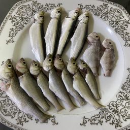 セイゴ（タイリクスズキ）