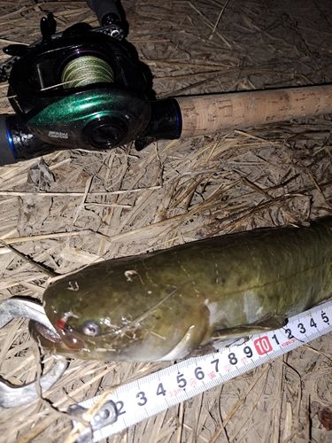 ナマズの釣果