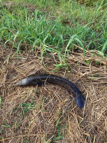 ライギョの釣果