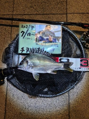 キチヌの釣果