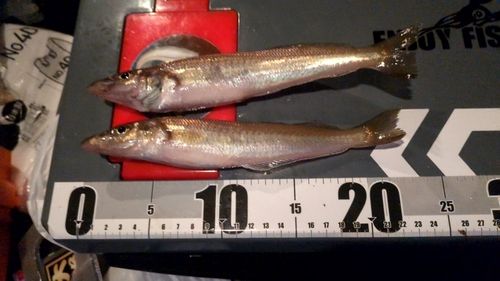 キスの釣果