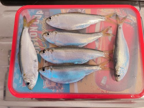 ママカリの釣果