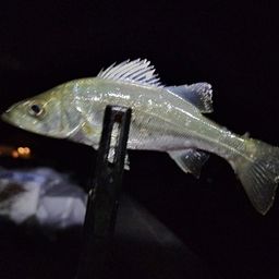 セイゴ（ヒラスズキ）