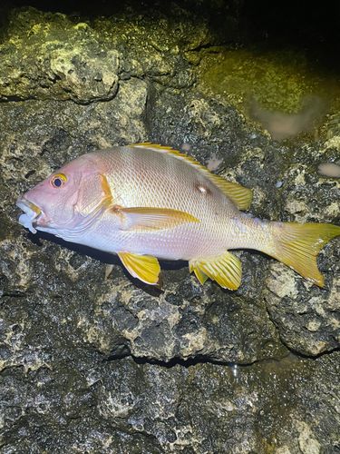 フエダイの釣果